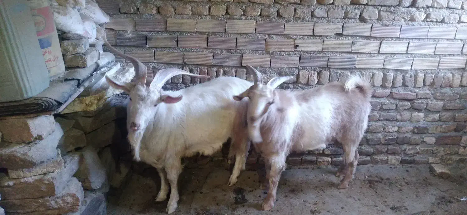 نر بز وبزغاله نر|حیوانات مزرعه|فریمان, |دیوار