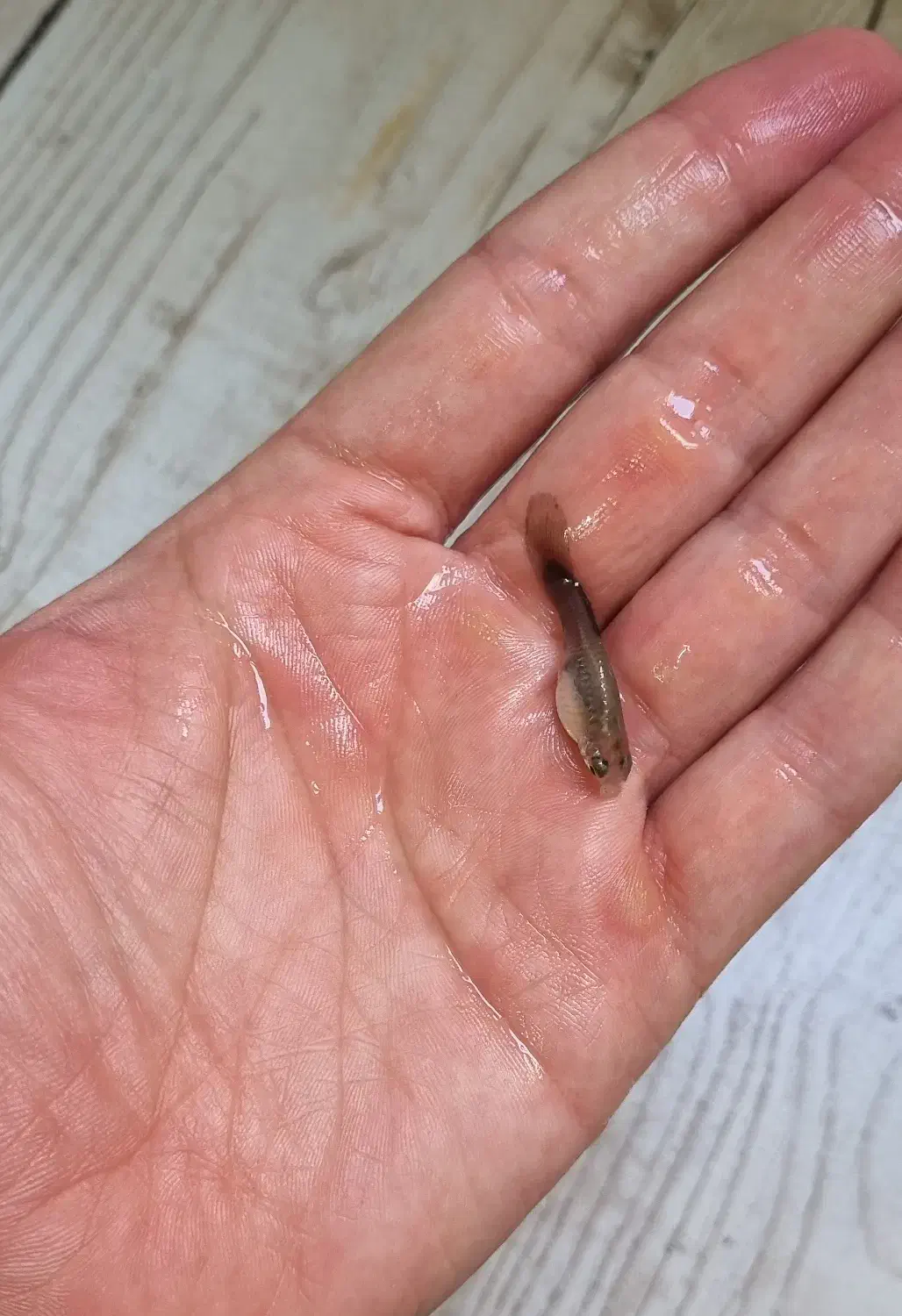 ماهی گوپی و حلزون مخروطی|ماهی|مشهد, کوثر|دیوار