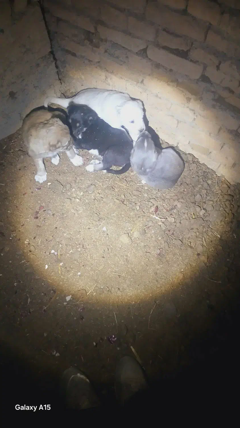 تولههای نر|سگ|میاندوآب, |دیوار