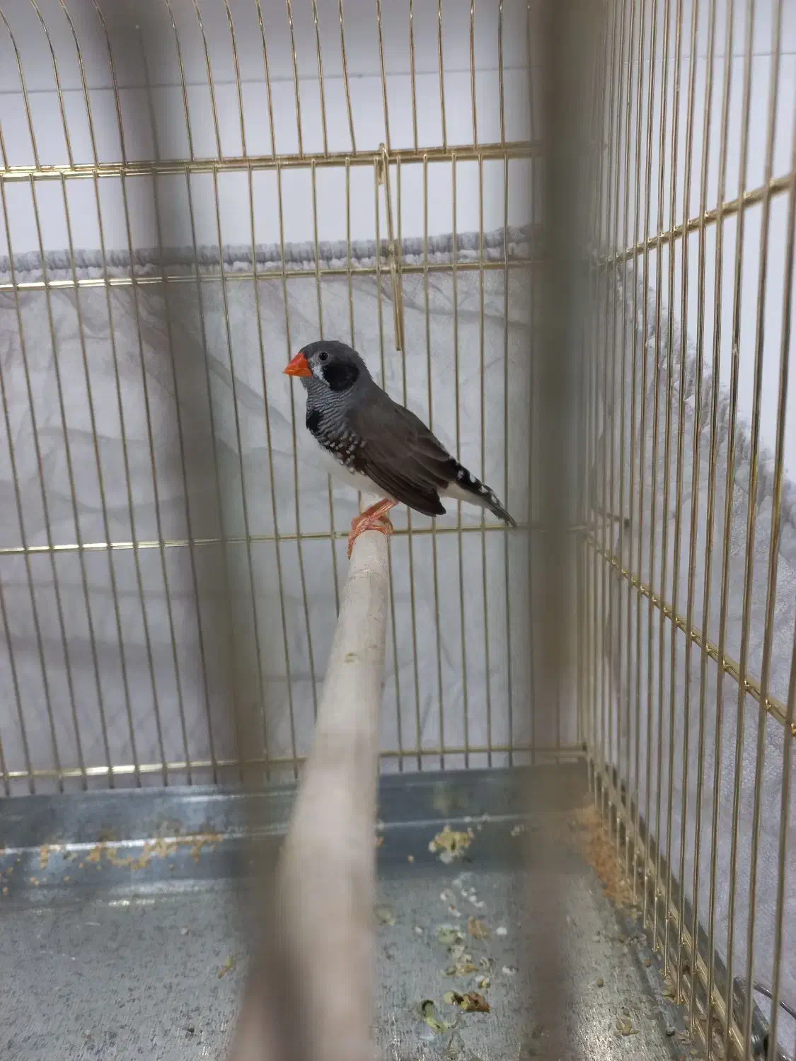 فنج نر|پرنده|اندیمشک, |دیوار