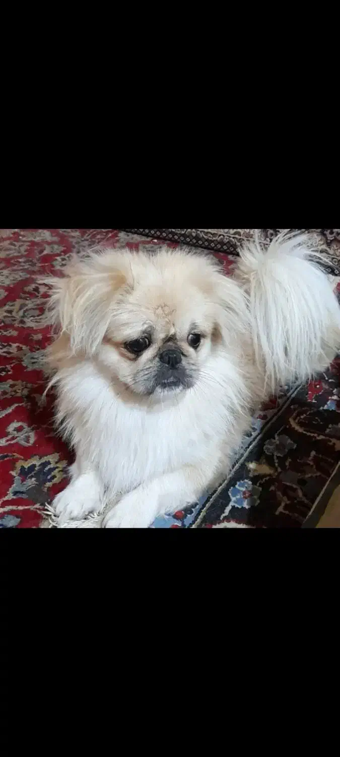 پکنیز|سگ|مسجد سلیمان, |دیوار