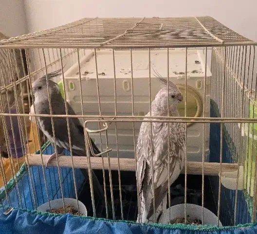 عروس هلندی مولد|پرنده|اراک, |دیوار