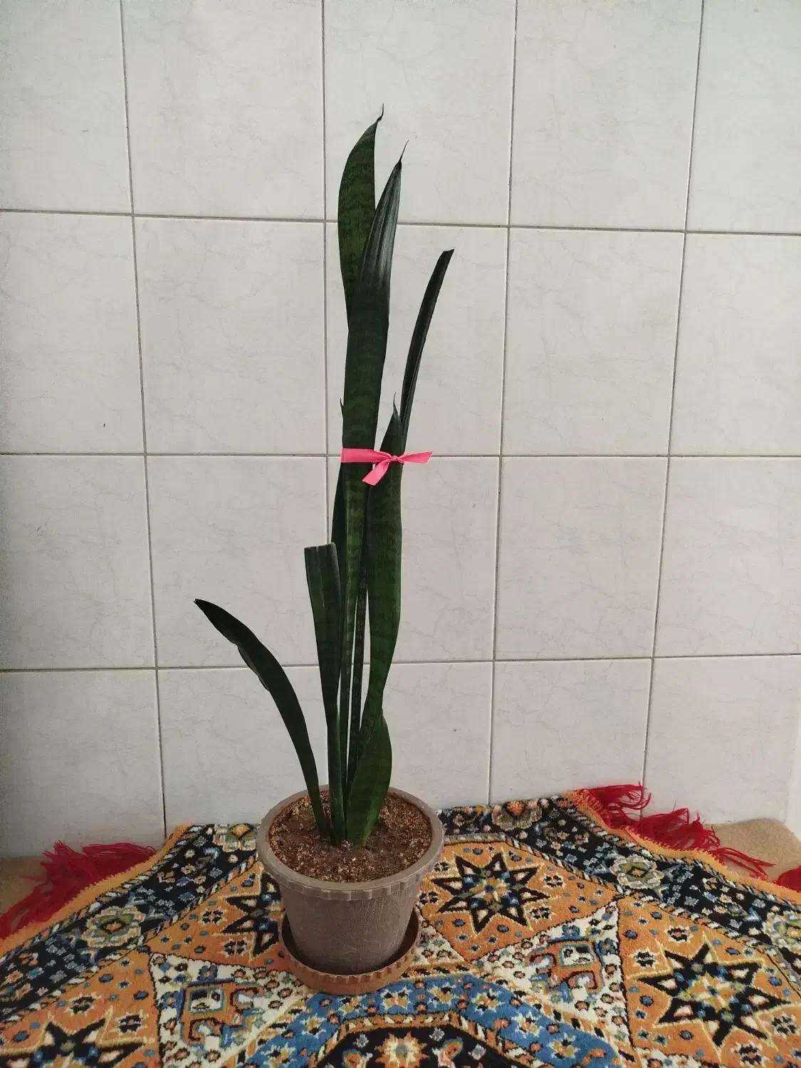 گل شمشیری|گل و گیاه طبیعی|اردبیل, |دیوار