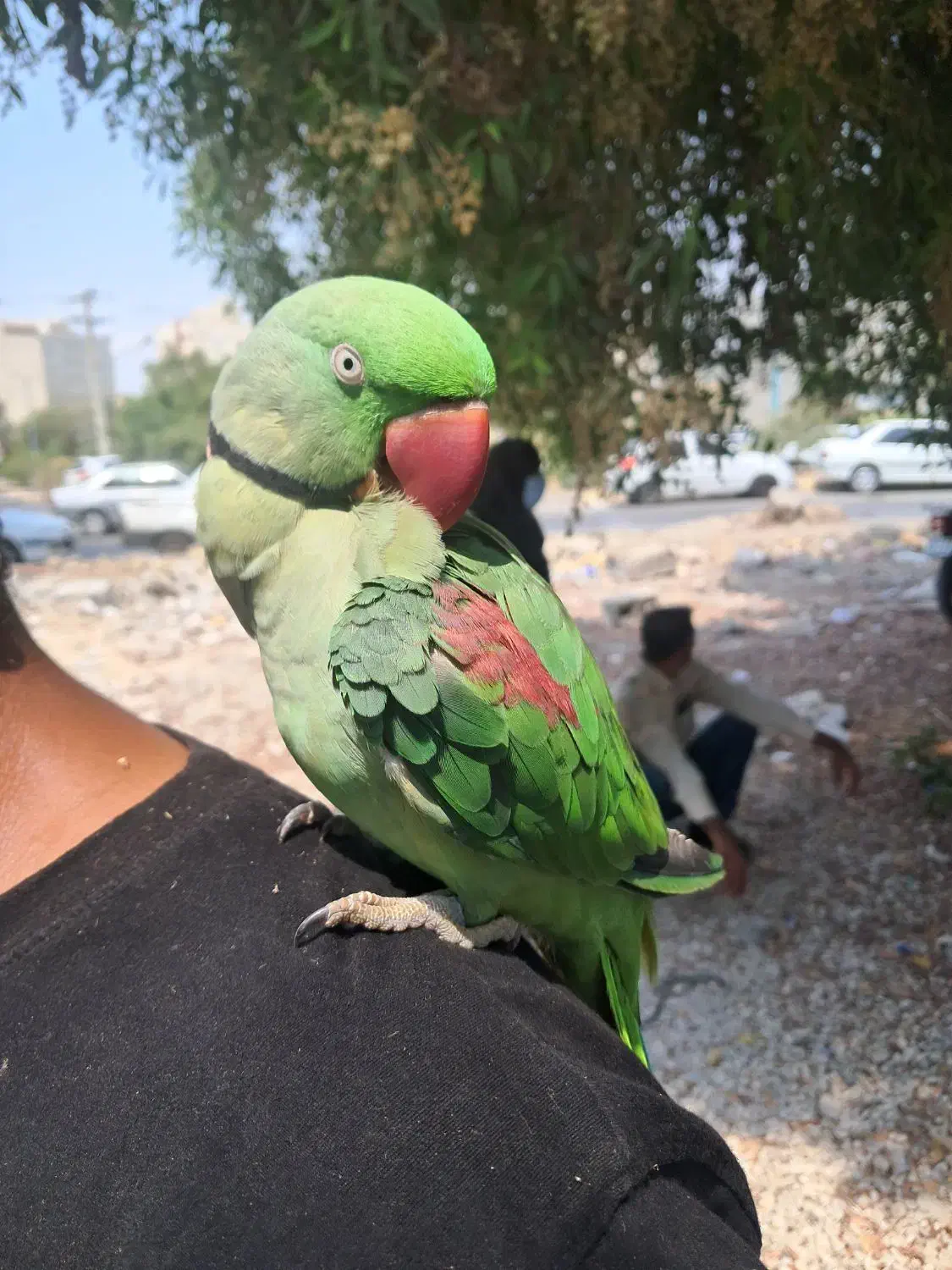 شاه طوطی نر|پرنده|تهران, آسمان|دیوار