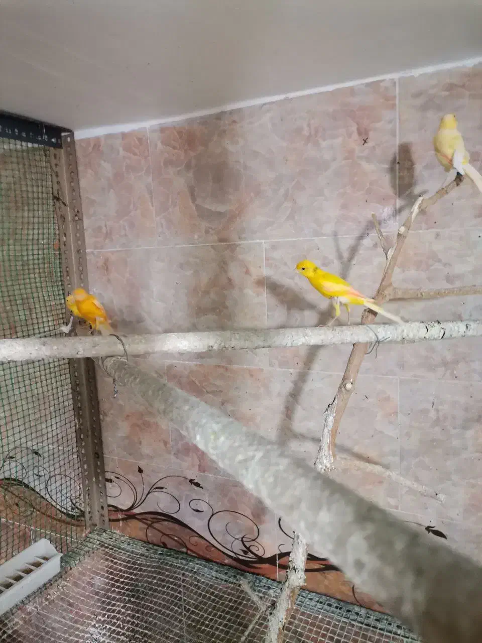 قناری های سالن|پرنده|قیدار, |دیوار