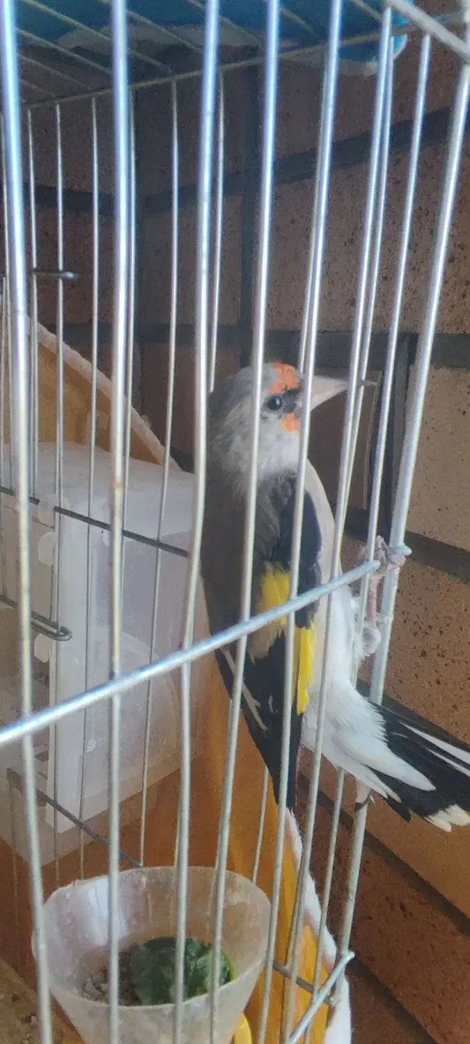 قناری و سهره|پرنده|اصفهان, رزمندگان|دیوار