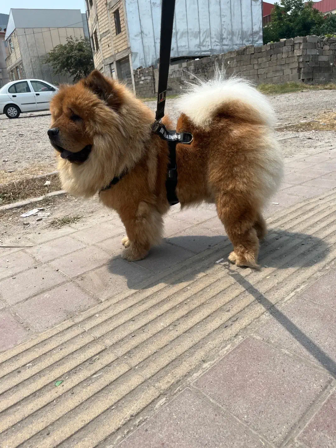 چاو چاو پرتقالی با پنچه های شاه توله|سگ|رشت, معلم|دیوار