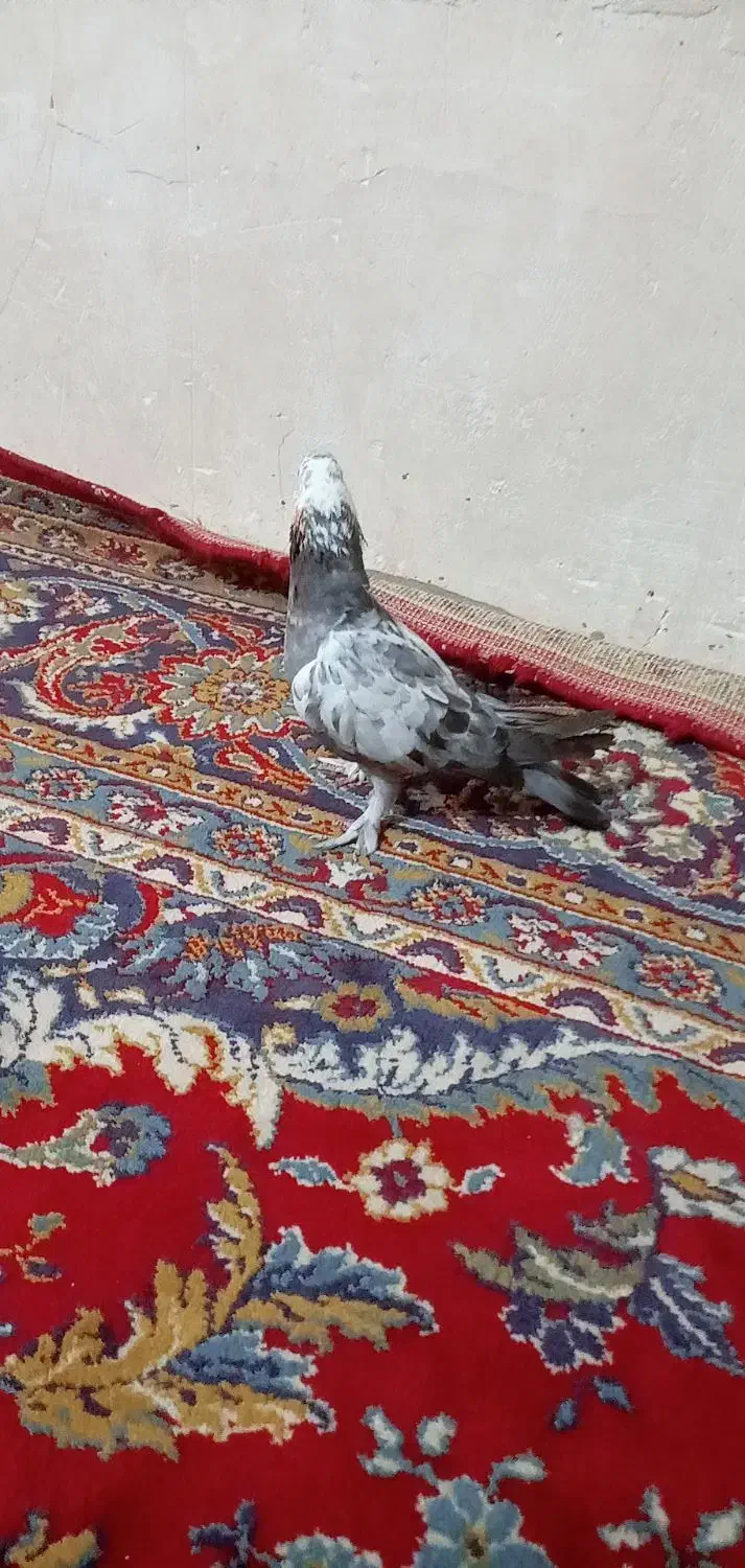 کفتر کبوتر|پرنده|قم, شهرک امام حسین|دیوار