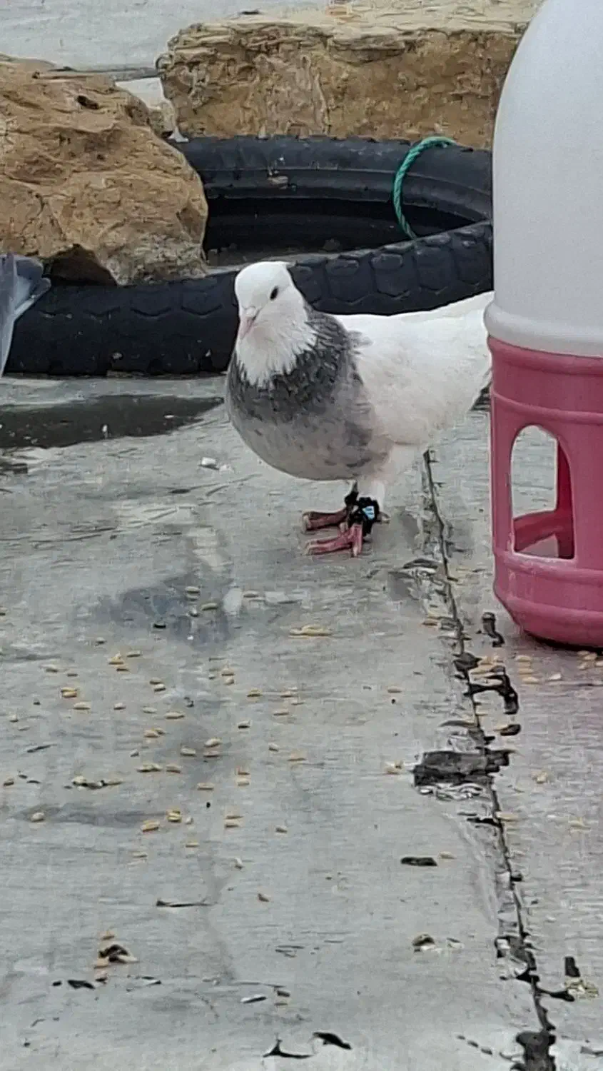 کبوتر طوقی|پرنده|دهدشت, |دیوار