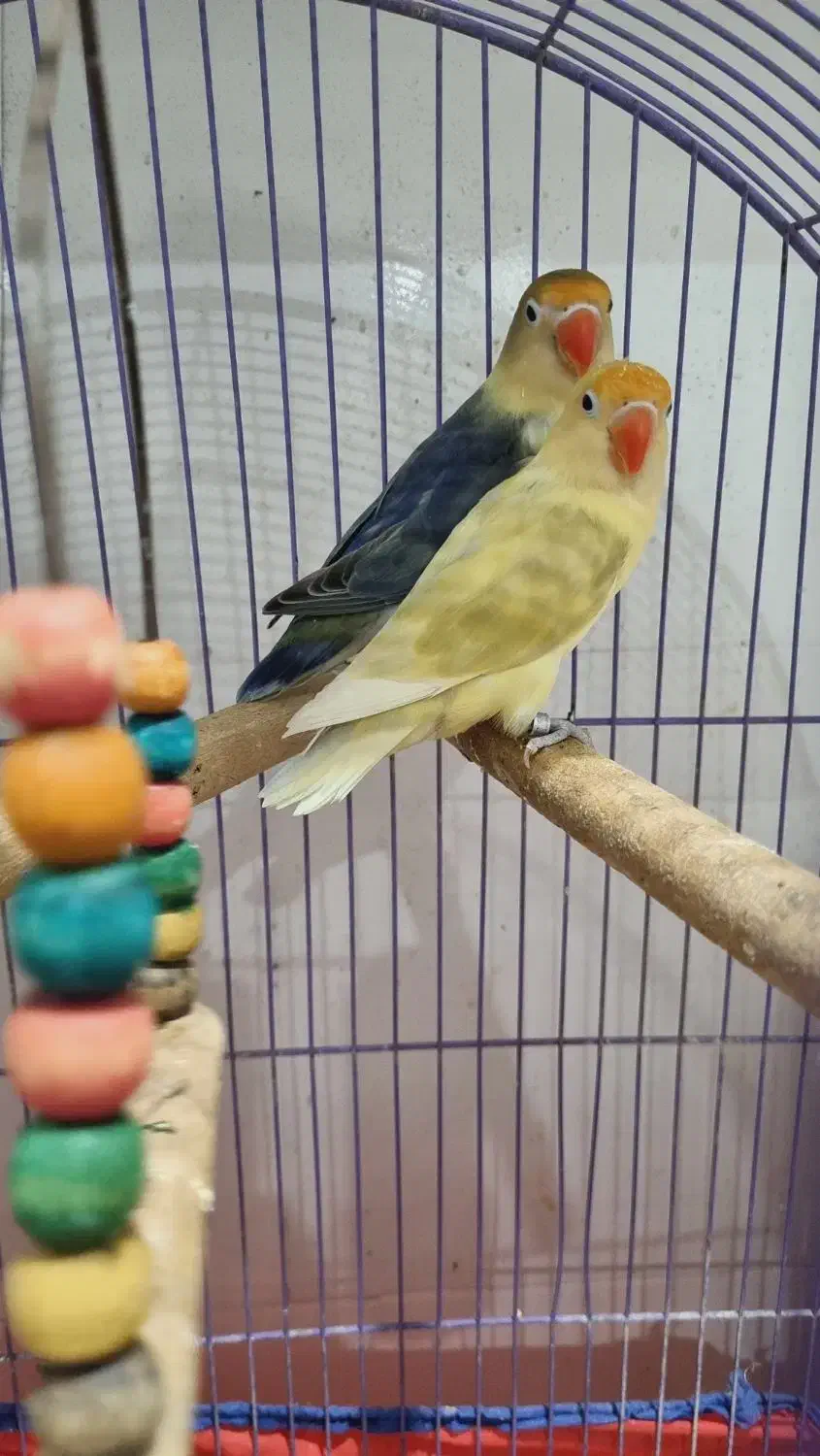 جفت طوطی های برزیلی مولد|پرنده|اهواز, دانشگاه چمران|دیوار