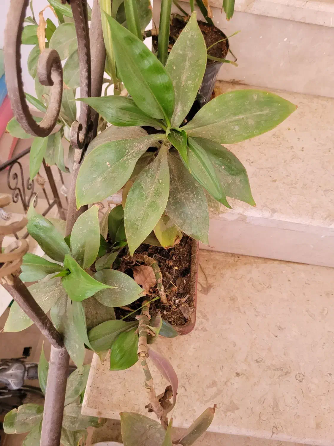 گل ها فروشی|گل و گیاه طبیعی|کاشمر, |دیوار