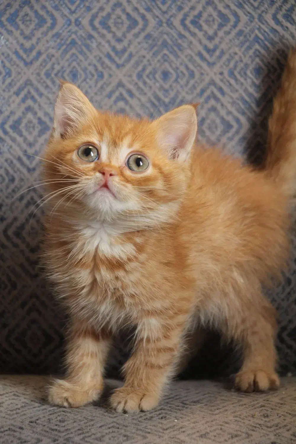 بریتیش|گربه|تهران, آسمان|دیوار