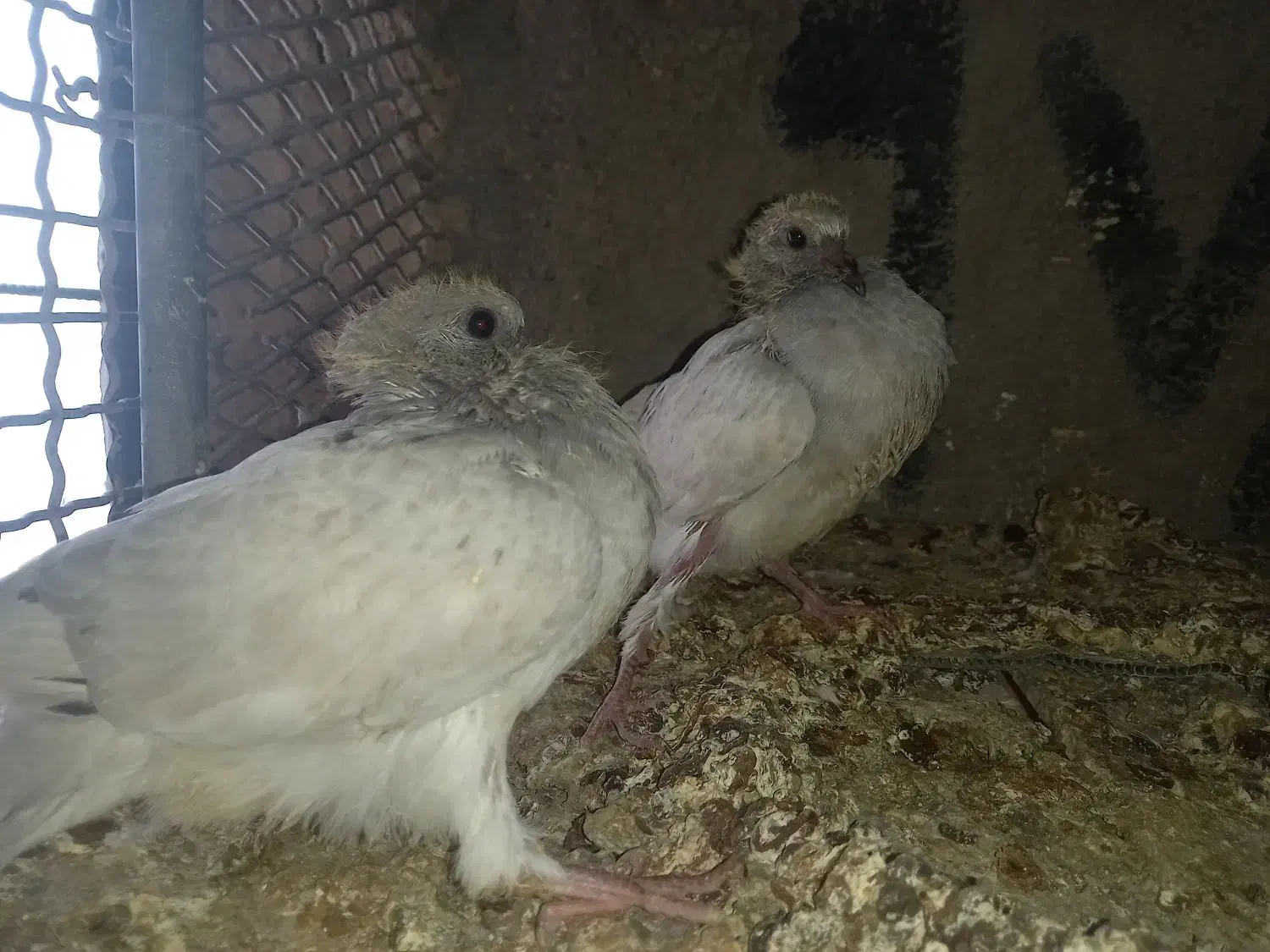 کبوتر|حیوانات|ساوه, |دیوار