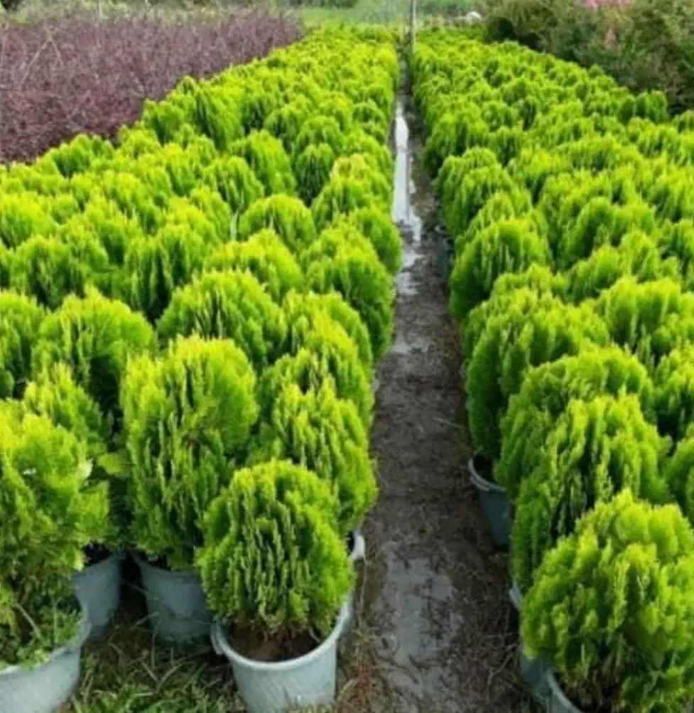 خدمات باغبانی فروش گل و گیاه باغچه کاری کاشت گل|خدمات باغبانی و درختکاری|تهران, هروی|دیوار