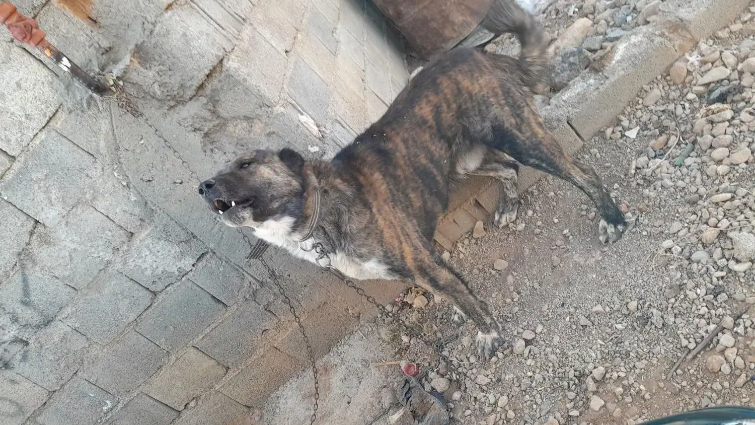 واگذارسگ|سگ|یاسوج, |دیوار