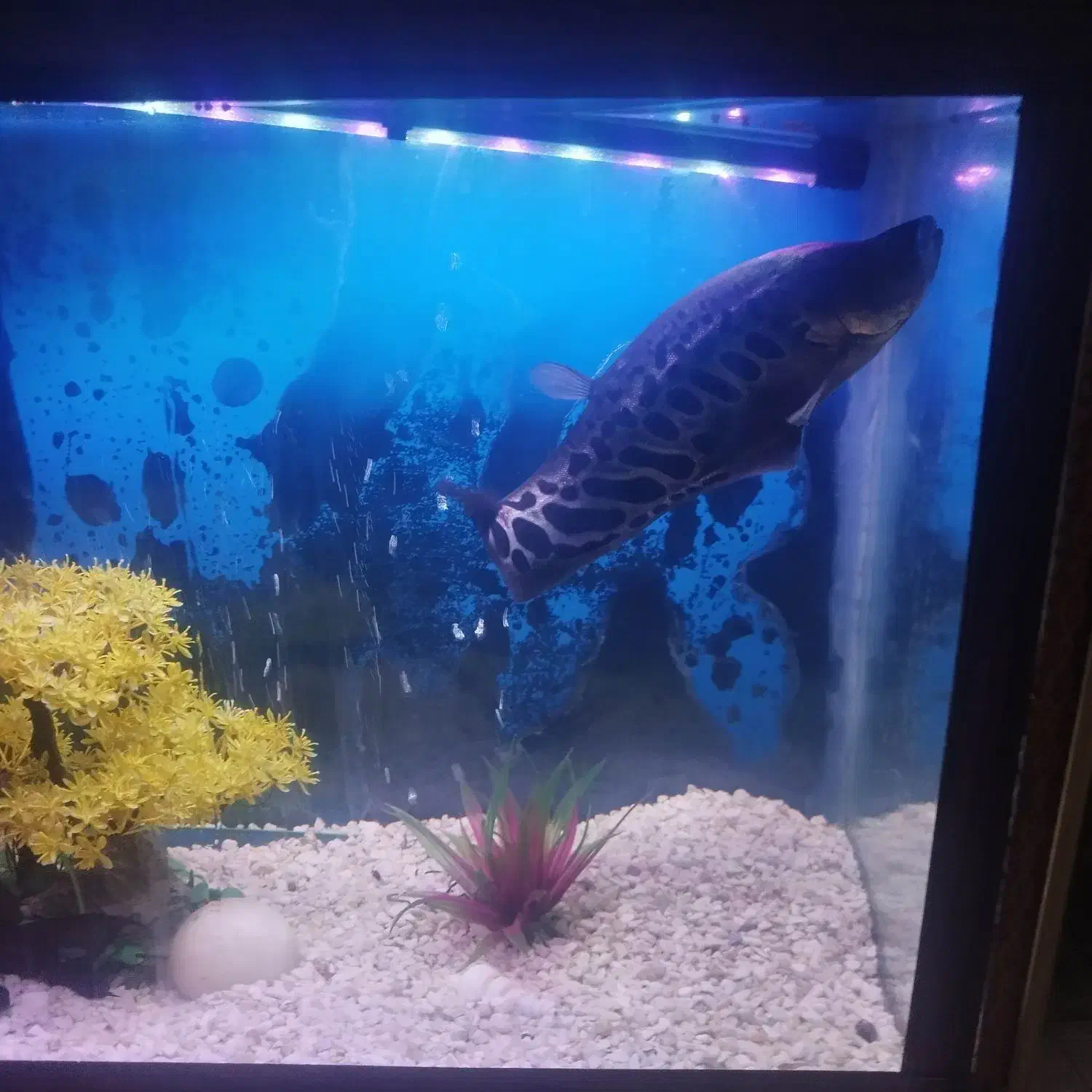 ماهی نایف چاقو ماهی|ماهی|بروجرد, |دیوار