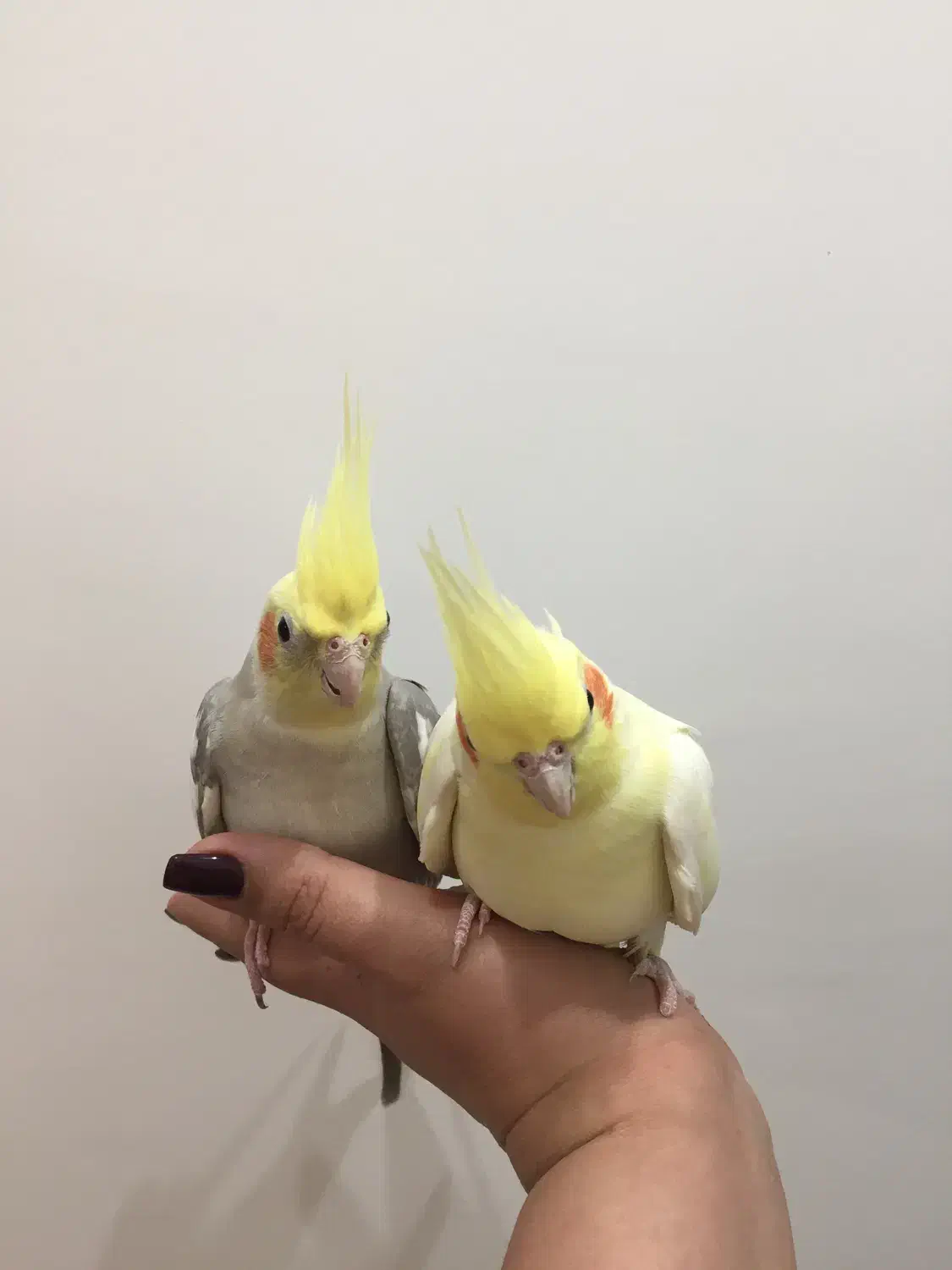 جفت نروماده سلامت و اماده ب تخم|پرنده|بوشهر, |دیوار