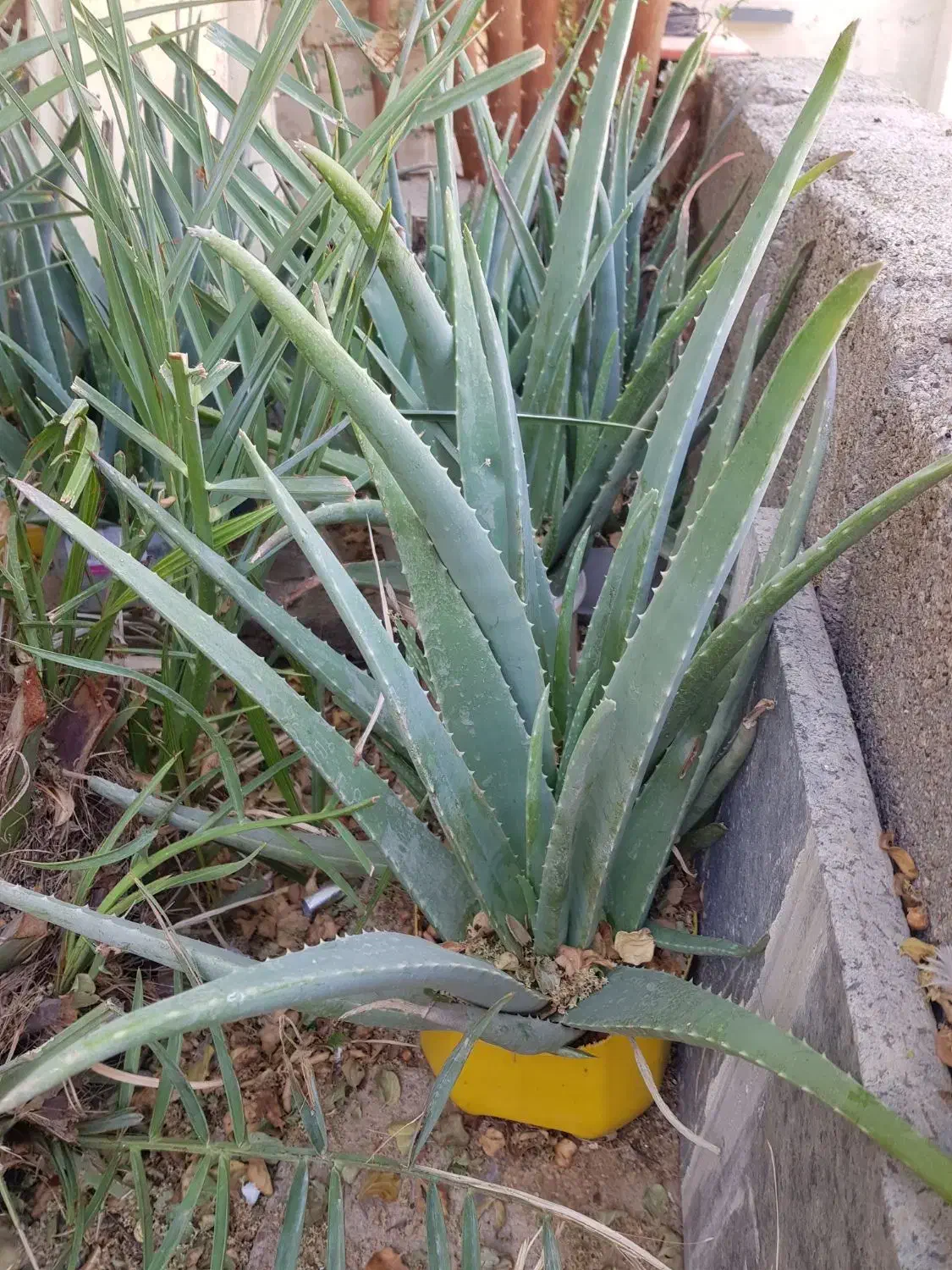 فروش الوئه ورا|گل و گیاه طبیعی|ایلام, |دیوار