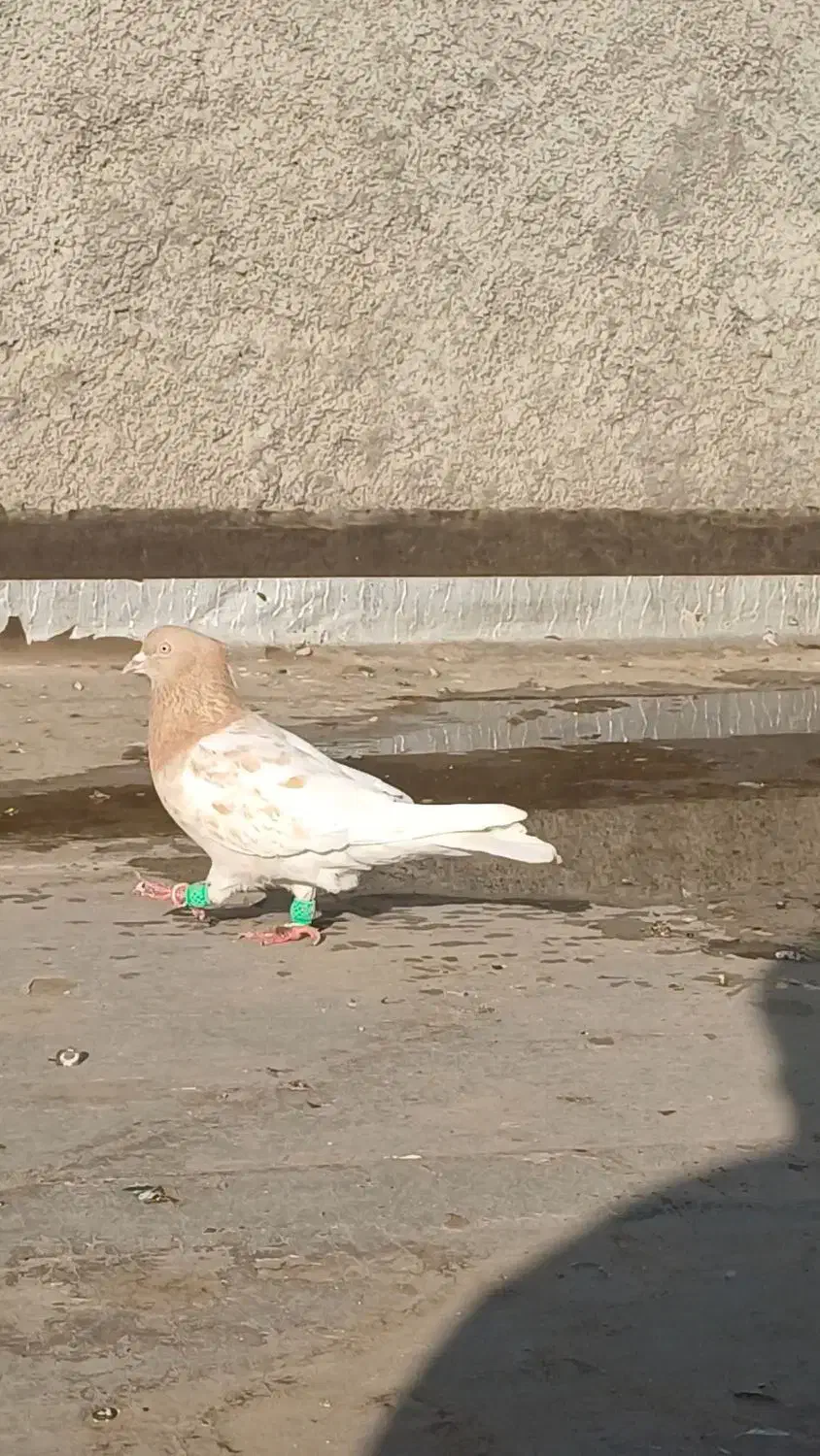 کله زرد|پرنده|لنجان, |دیوار