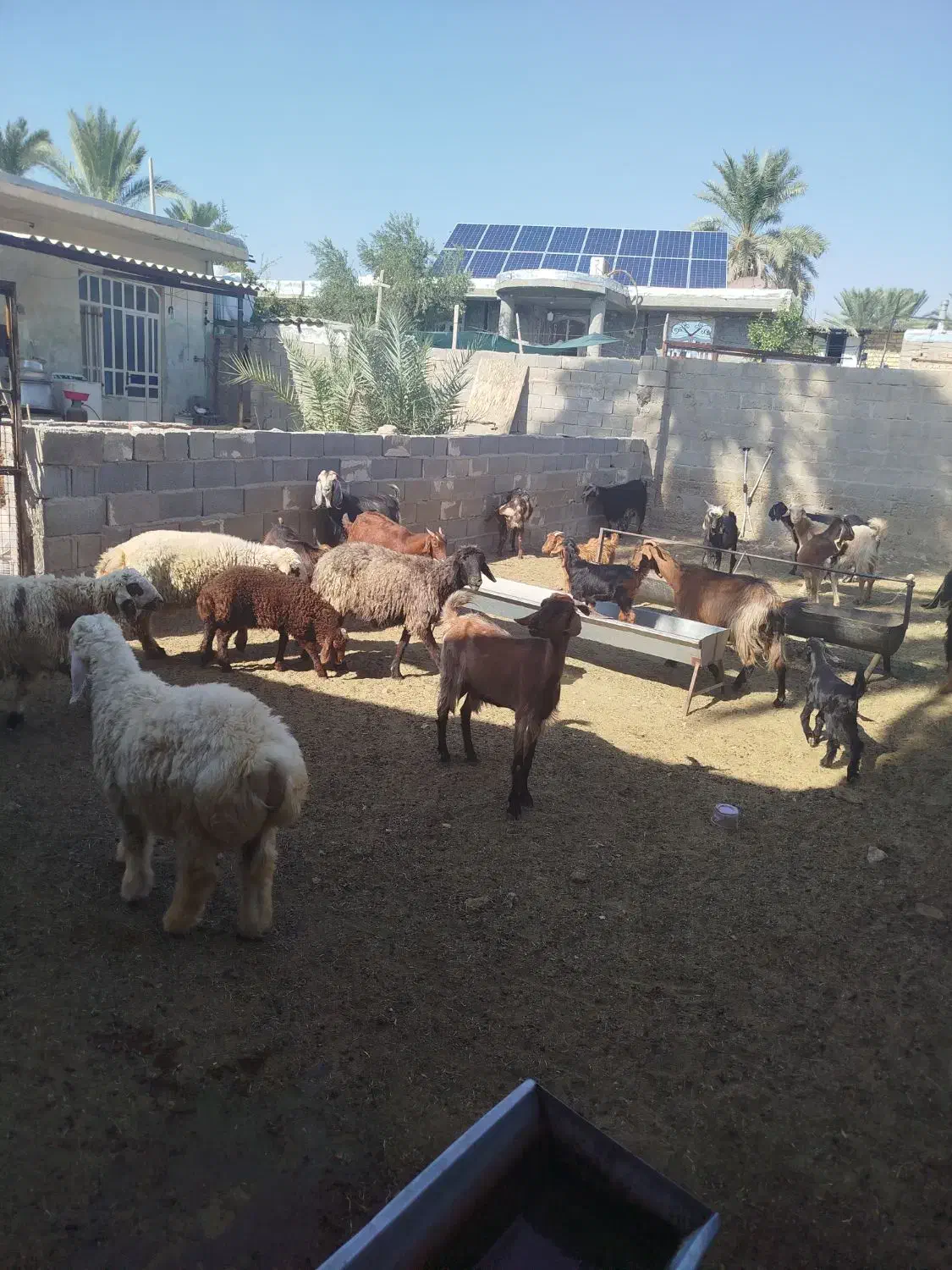 بز کهره دار بره میش کهره چاق|حیوانات مزرعه|جهرم, |دیوار