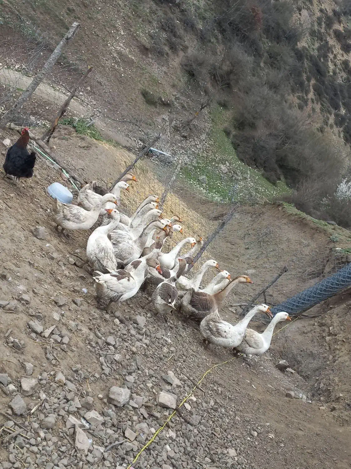 فروش غاز و قو غاز.|حیوانات مزرعه|پول, |دیوار