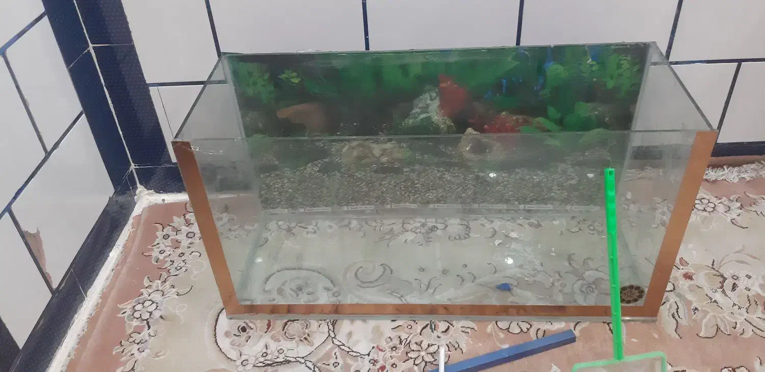 آکواریوم باهمه وسایلش|لوازم جانبی حیوانات|شوشتر, |دیوار