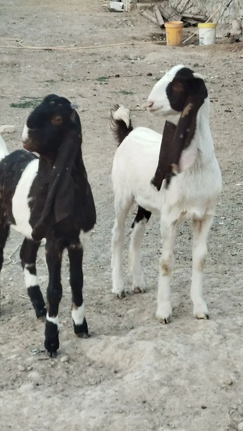 دوعددکولار بزغاله پاکستانی اصل گوش بلند تکه خورده|حیوانات مزرعه|ملکآباد, |دیوار