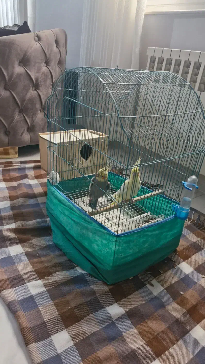 یک جفت عروس هلندی با قفس|پرنده|رشت, بلوار گیلان|دیوار