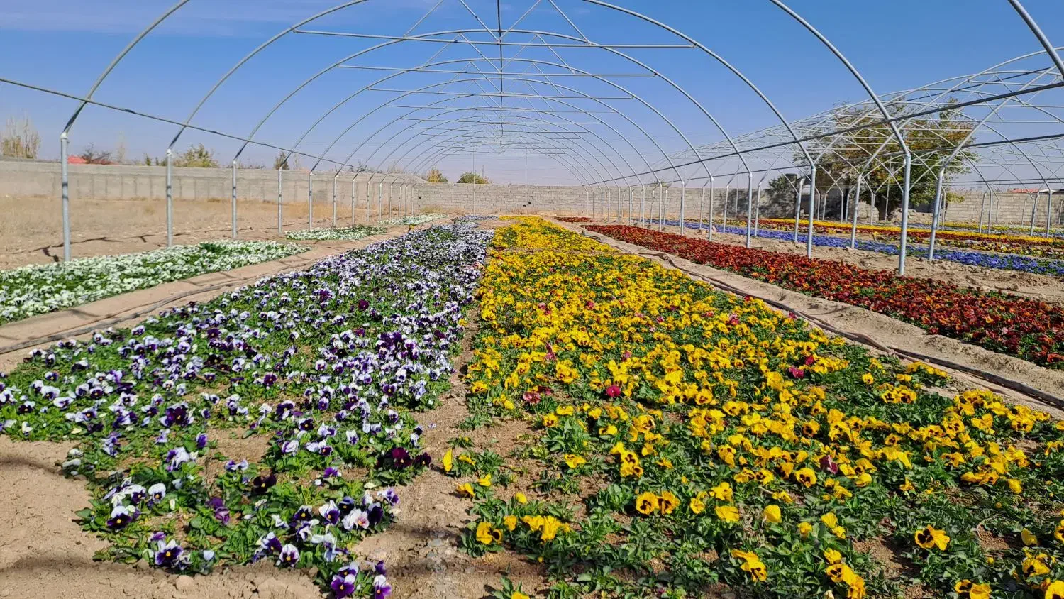 گلخانه تولید بنفشه. سبدی ، کلی و جزئی|گل و گیاه طبیعی|مشهد, میان ولایت|دیوار