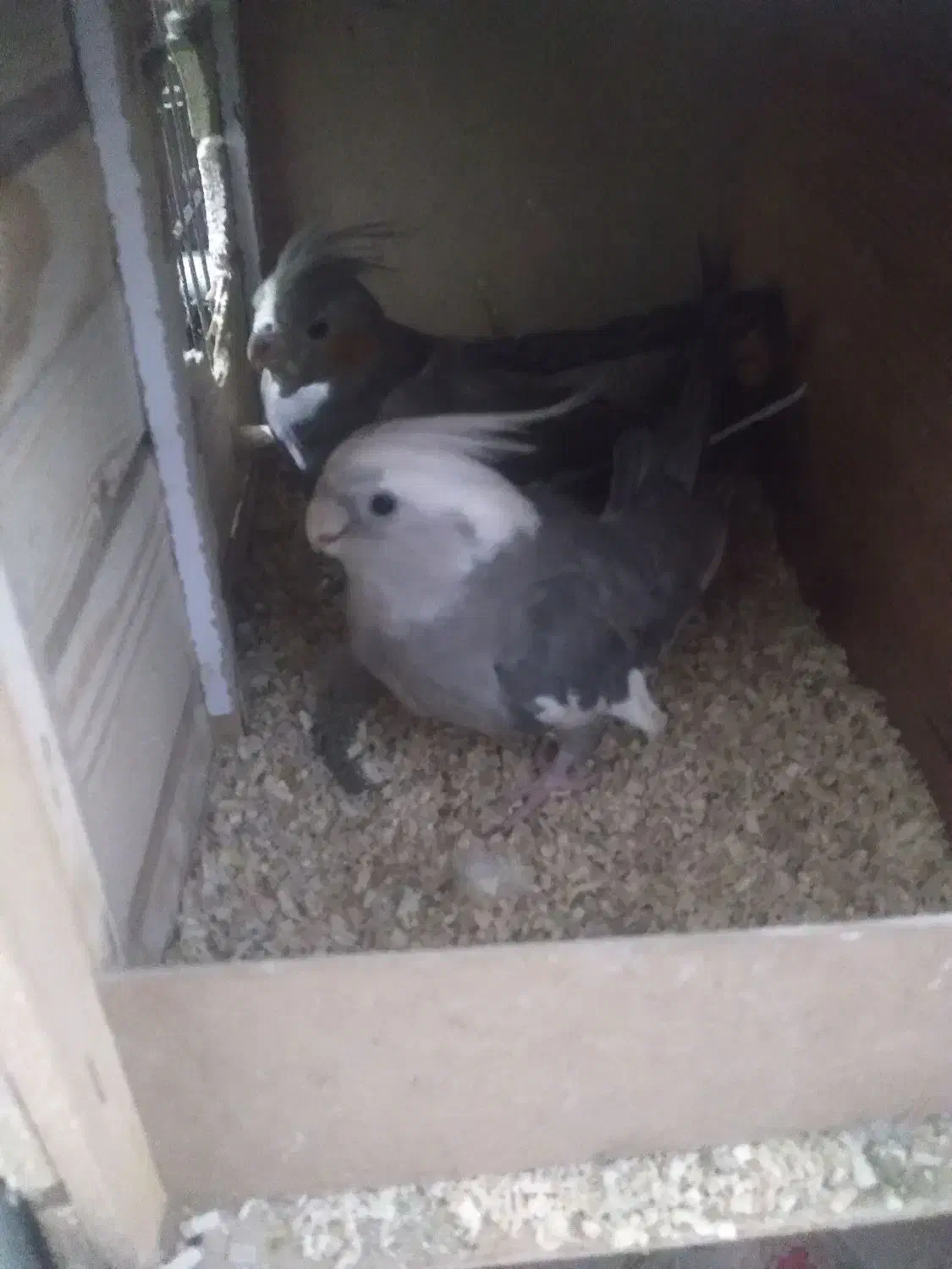 پرنده|پرنده|مشکین‌دشت, |دیوار