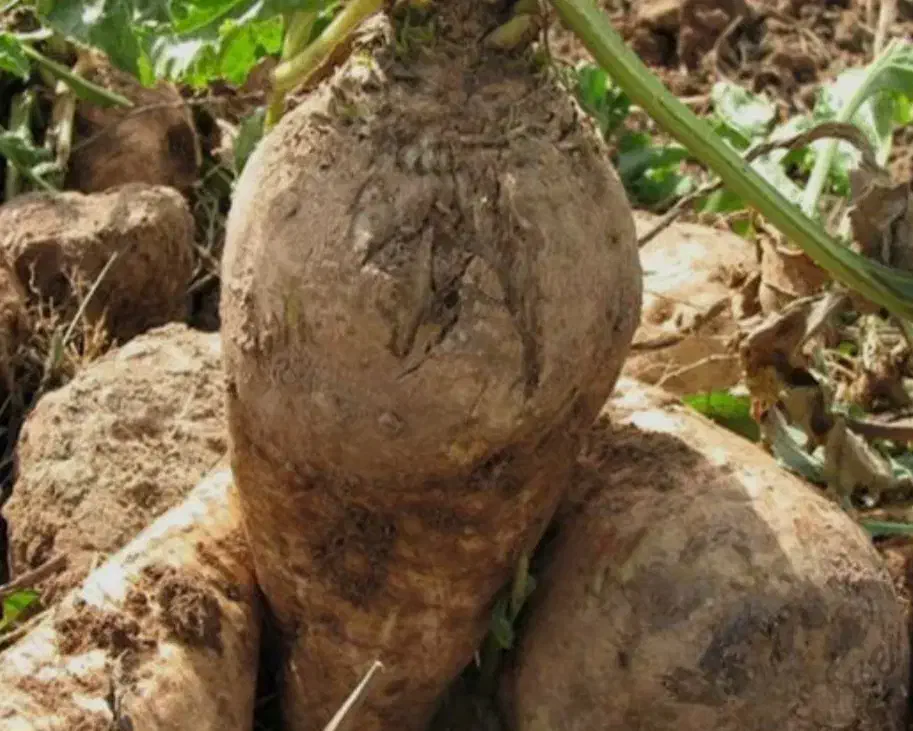 سرکارگر کشاورزی|خدمات باغبانی و درختکاری|سرپل ذهاب, |دیوار