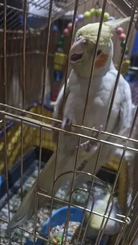 عروس هلندی|پرنده|اندیمشک, |دیوار