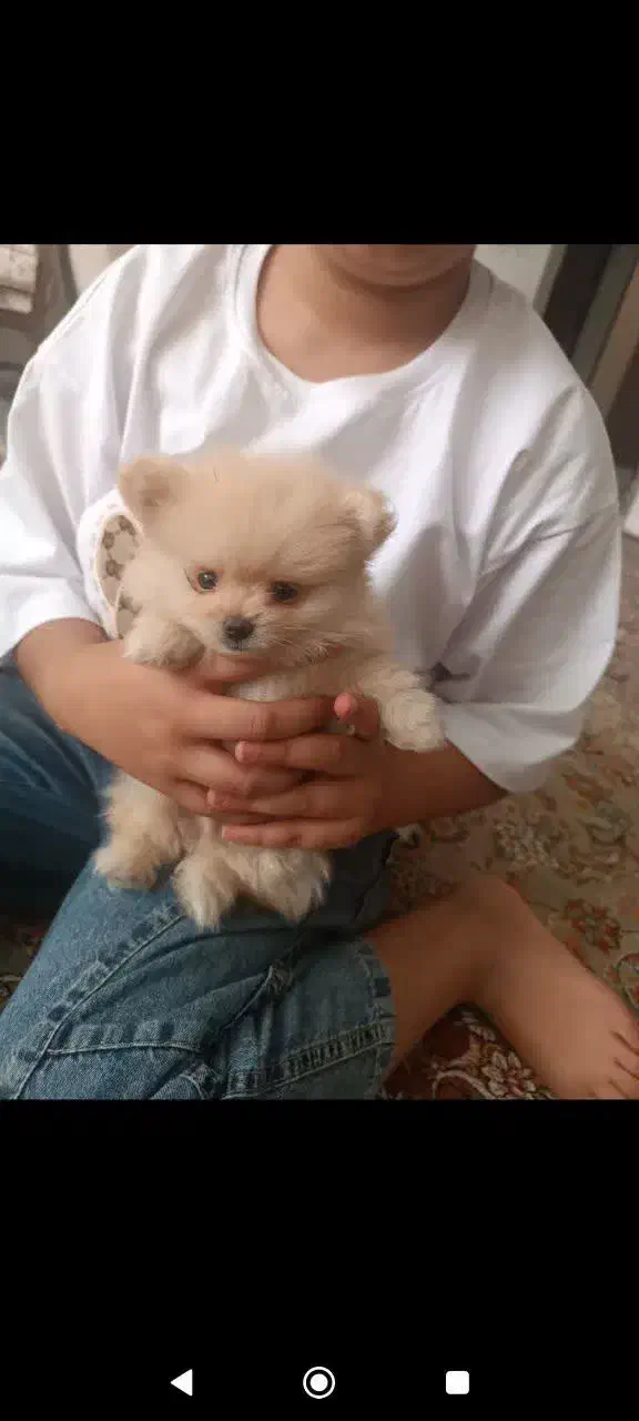 پامرین خرسی|سگ|اصفهان, شهرک کاوه|دیوار