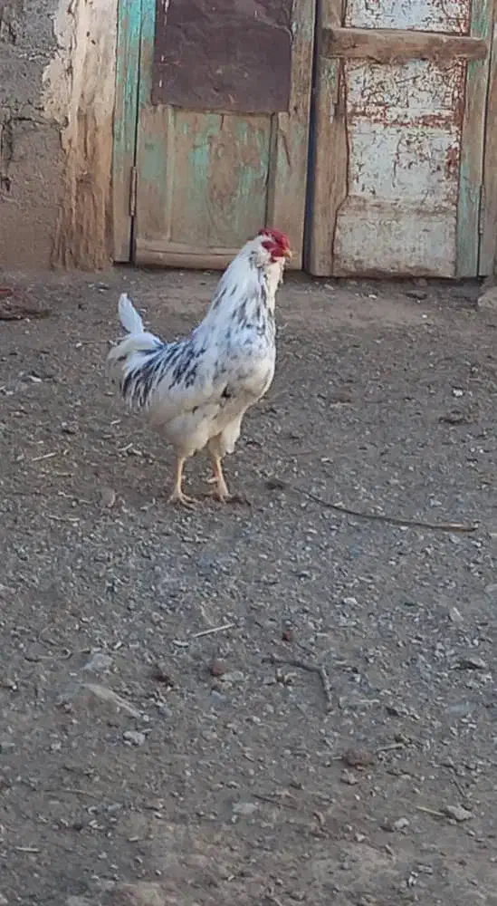 خروس گلین طوسی|حیوانات مزرعه|لاران, |دیوار