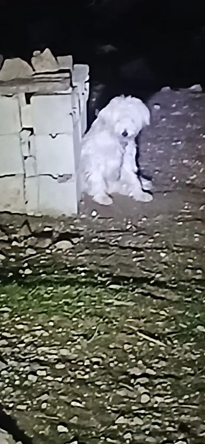 سگ مالتیز|سگ|کلیبر, |دیوار