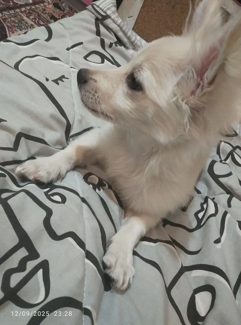 پامر روباهی|سگ|کرمان, |دیوار