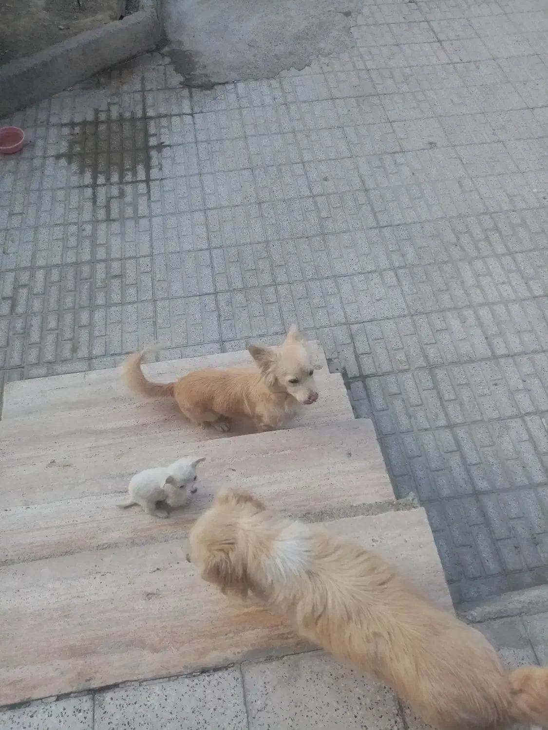 فروش توله های اشپیتز|سگ|شیروان (خراسان), |دیوار