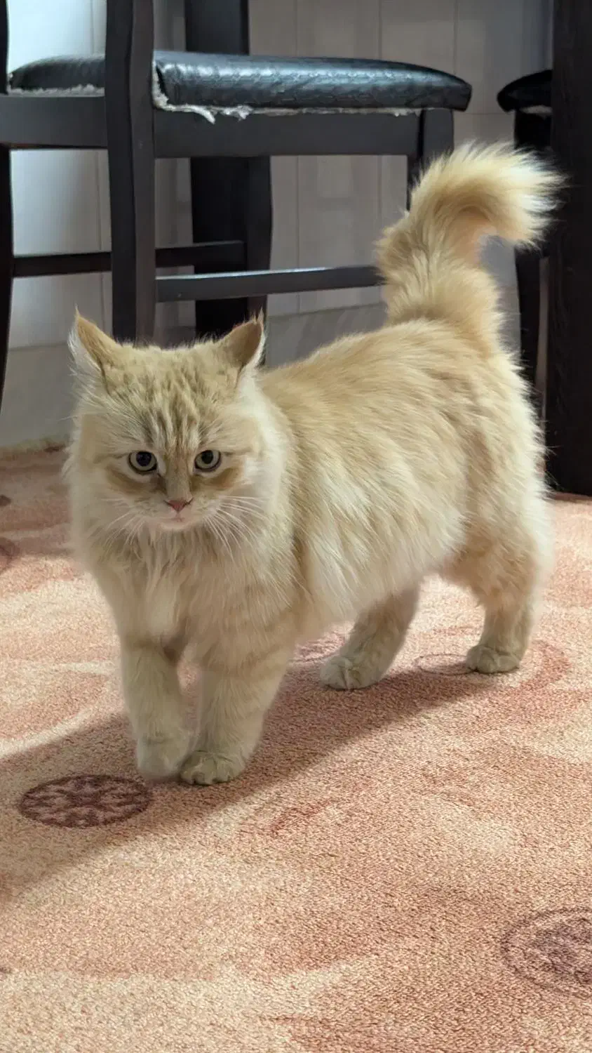 واگذاری گربه|گربه|اردکان, |دیوار