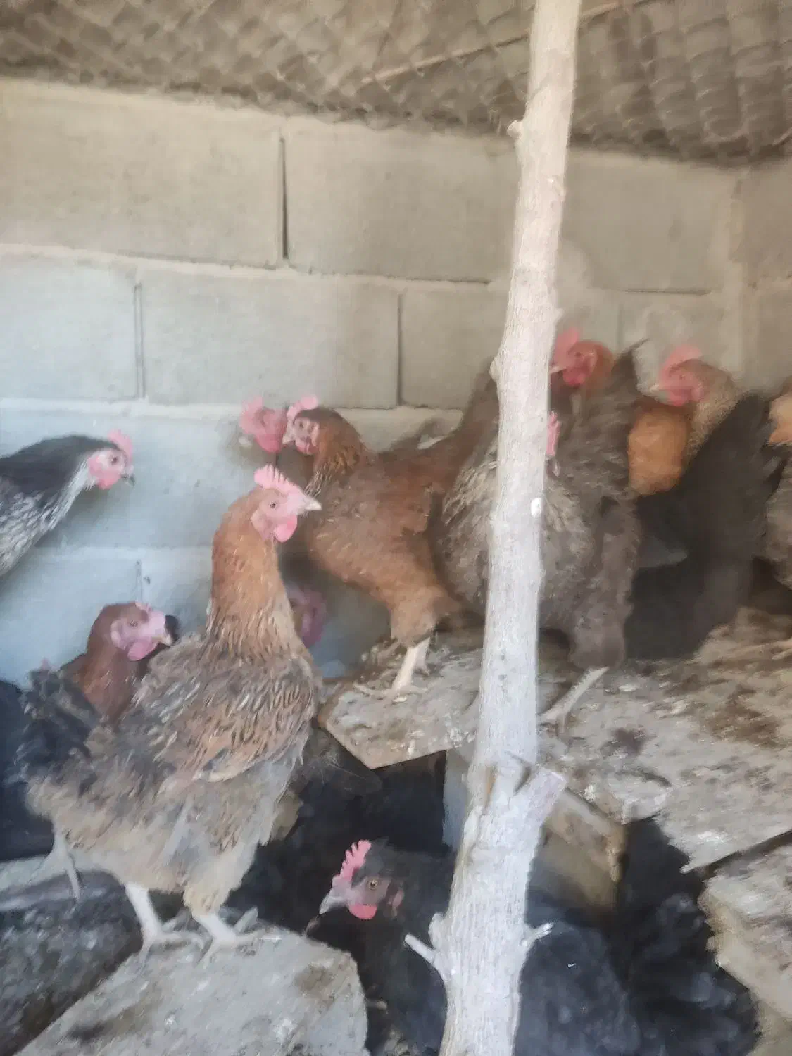 مرغ تخم گزار|حیوانات مزرعه|مبارکه, |دیوار