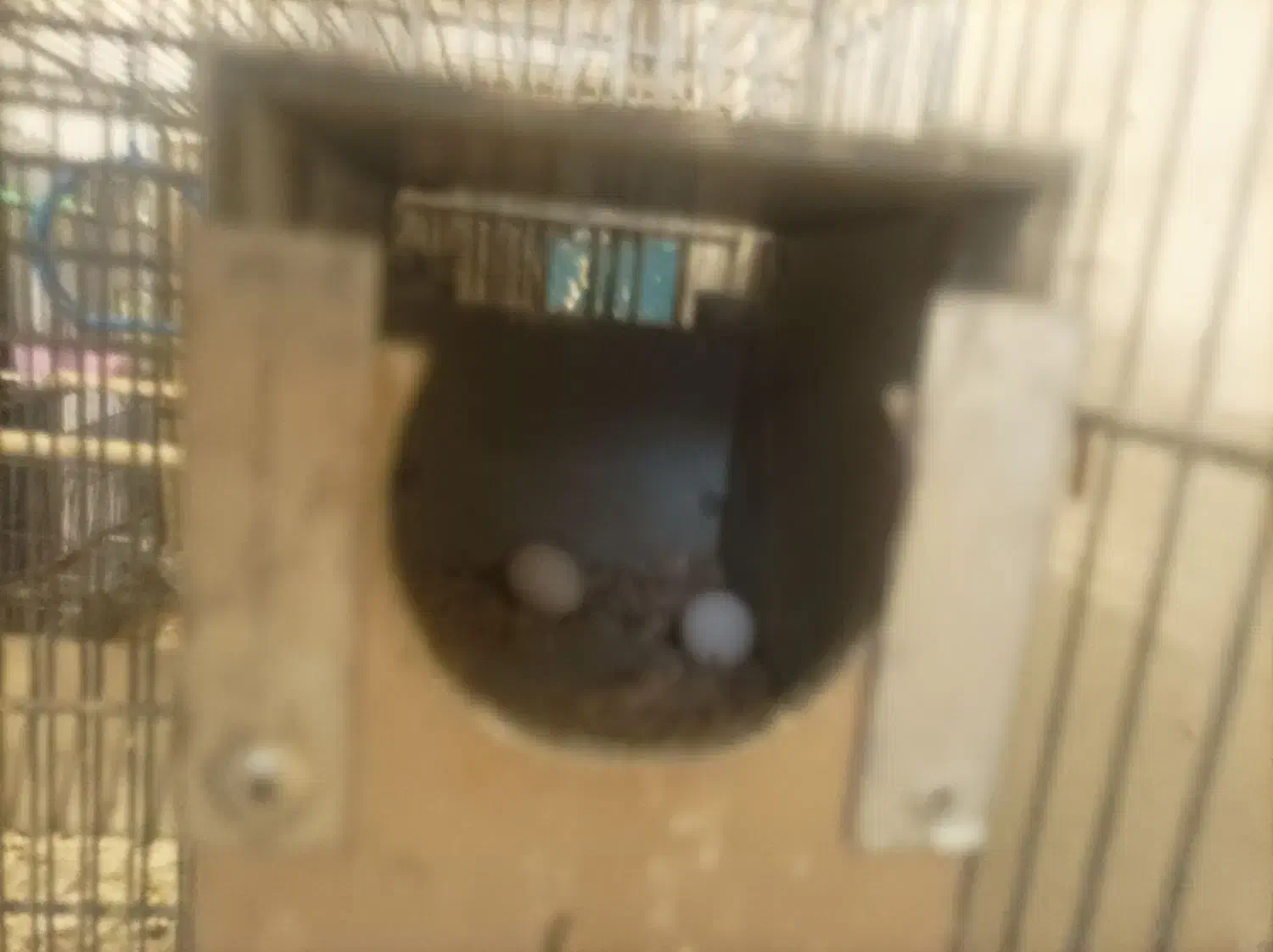 پرندهای زینتی ومولد|پرنده|اسلامشهر, شهرک امام حسین (میان آباد)|دیوار