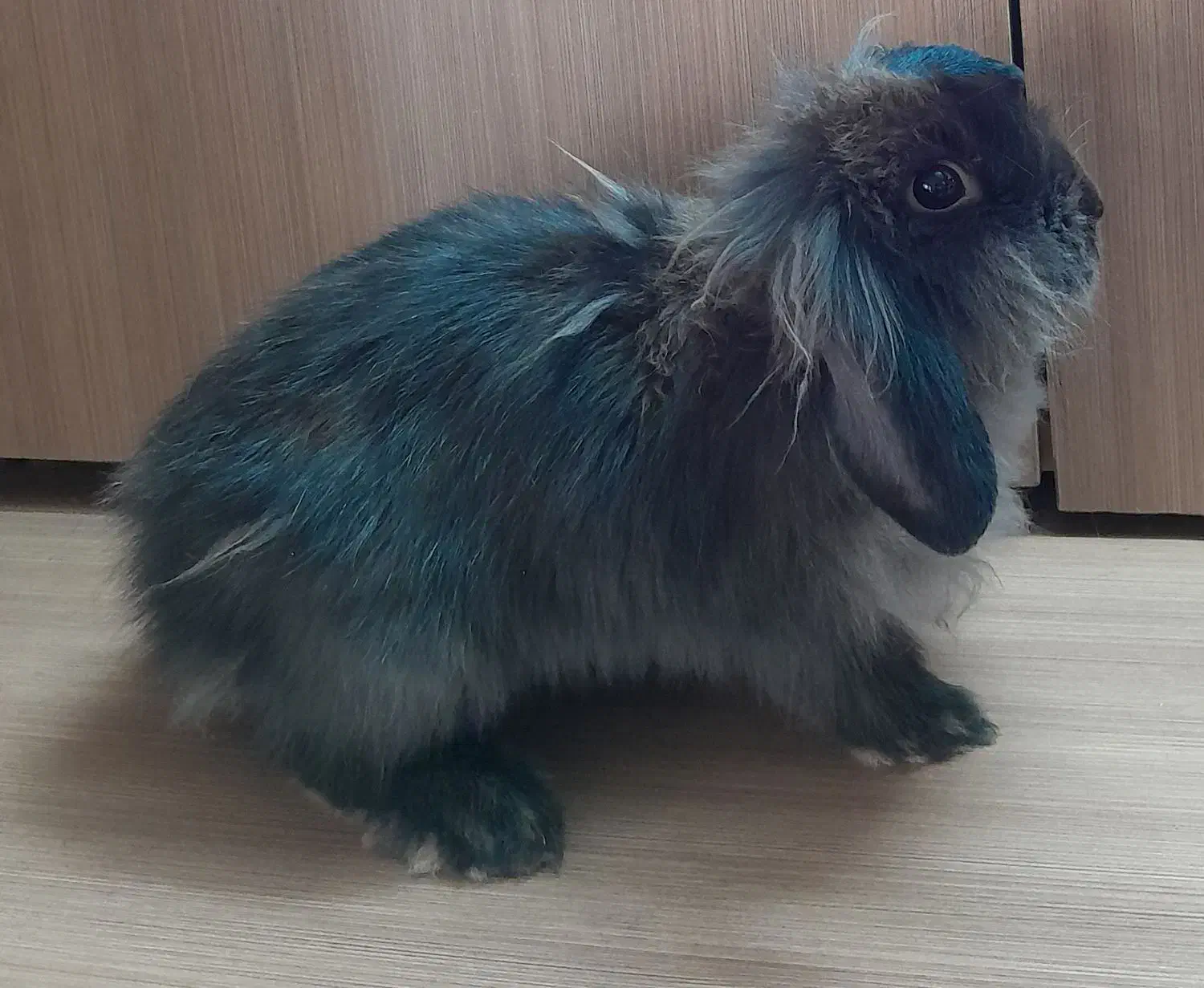 خرگوش نژاد lionhead اصیل|موش و خرگوش|مشهد, ویلاشهر|دیوار