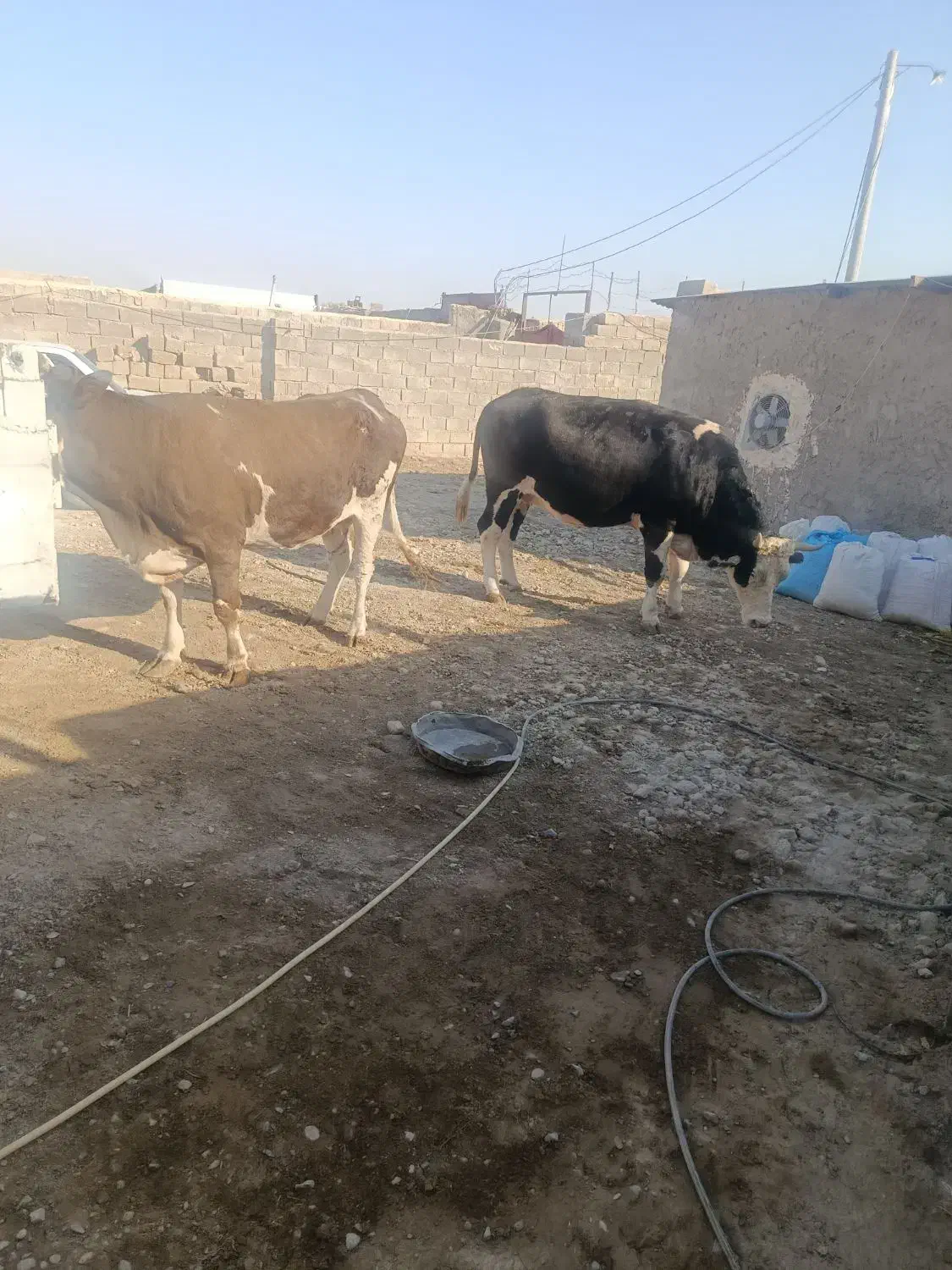 گوساله گاو خشک|حیوانات مزرعه|زابل, |دیوار