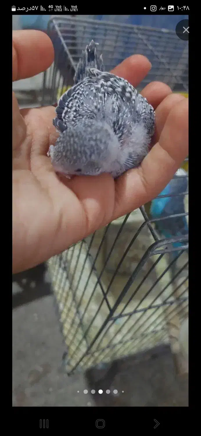 جوجه مرغ عشق|پرنده|تهران, هفت چنار|دیوار