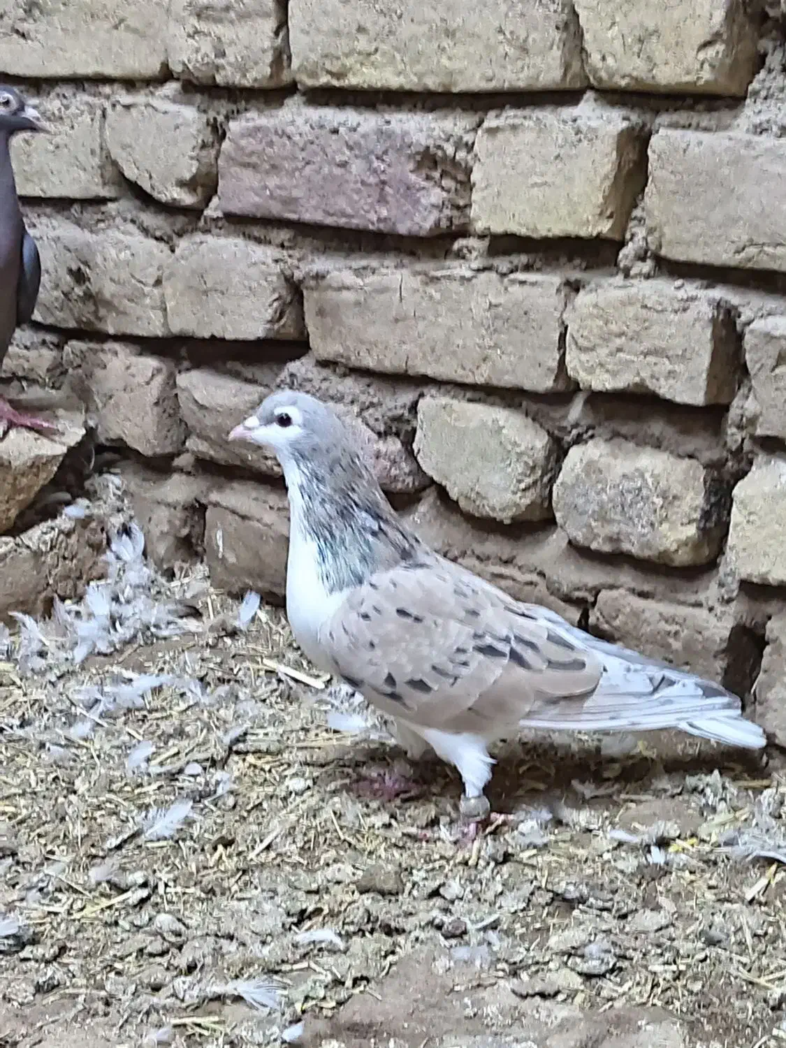 پرنده کبوتر|پرنده|میان جلگه, |دیوار