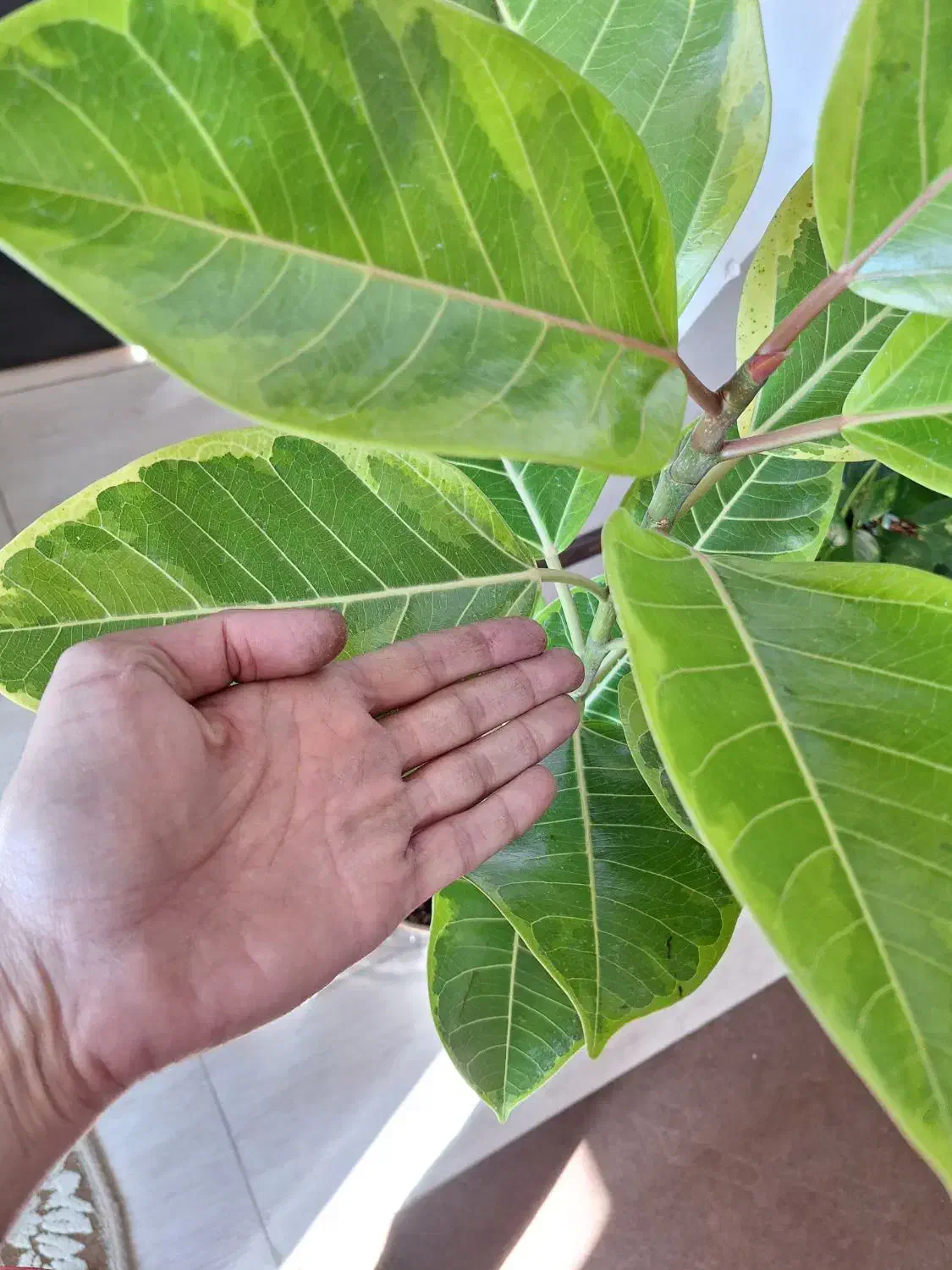 گلدان فیکوس آلتیسما(پرتقالی).همراه با گلدان سفالی|گل و گیاه طبیعی|شاهین‌شهر, نسیم ۵|دیوار