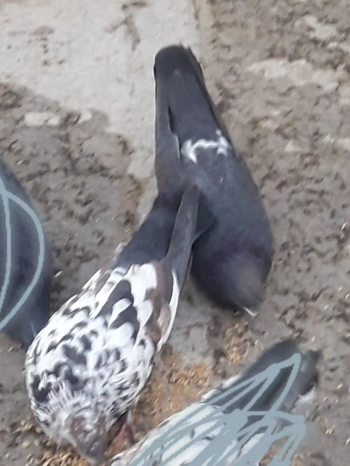 کفتر|پرنده|فردیس, شهرک شهید حسینی|دیوار