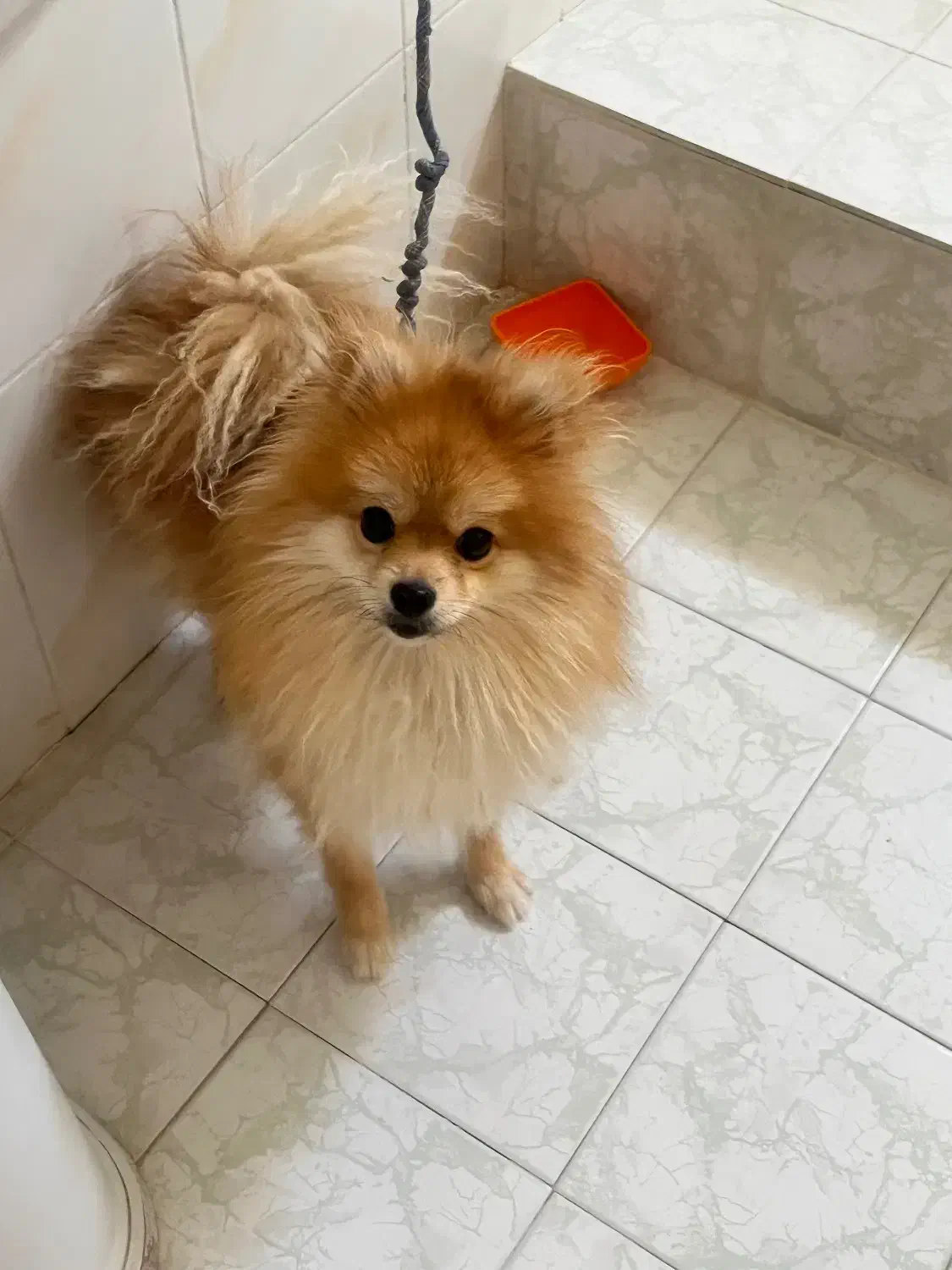 سگ پامر خرسی اصیل|سگ|اصفهان, بوستان آینه خانه|دیوار