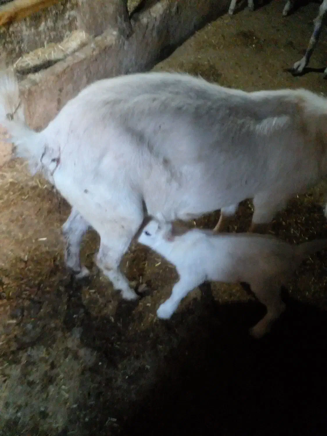 میش وبز وبزغاله|حیوانات مزرعه|تربتحیدریه, بالا ولایت|دیوار