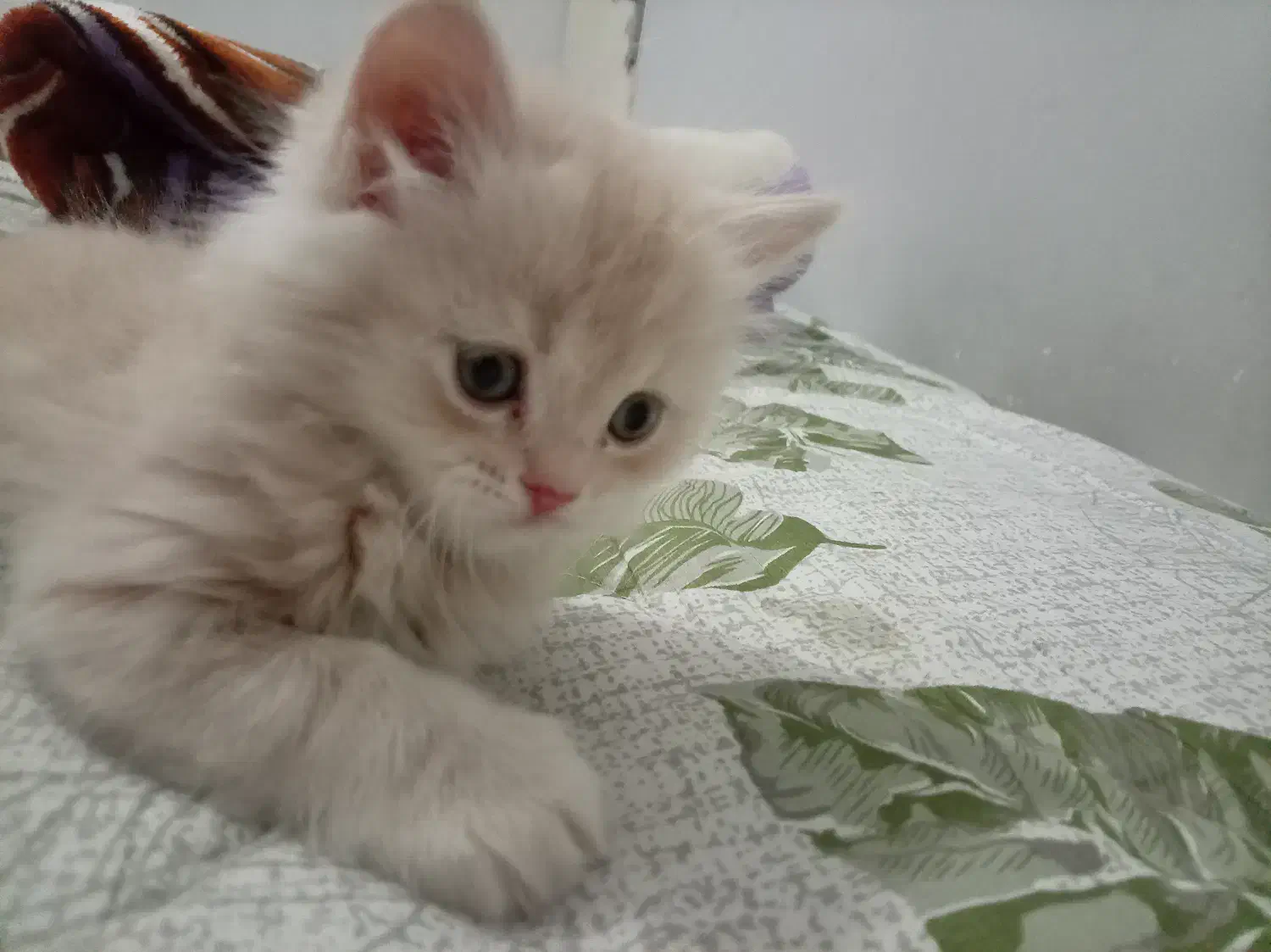 واگذاری گربه|گربه|کرمان, |دیوار