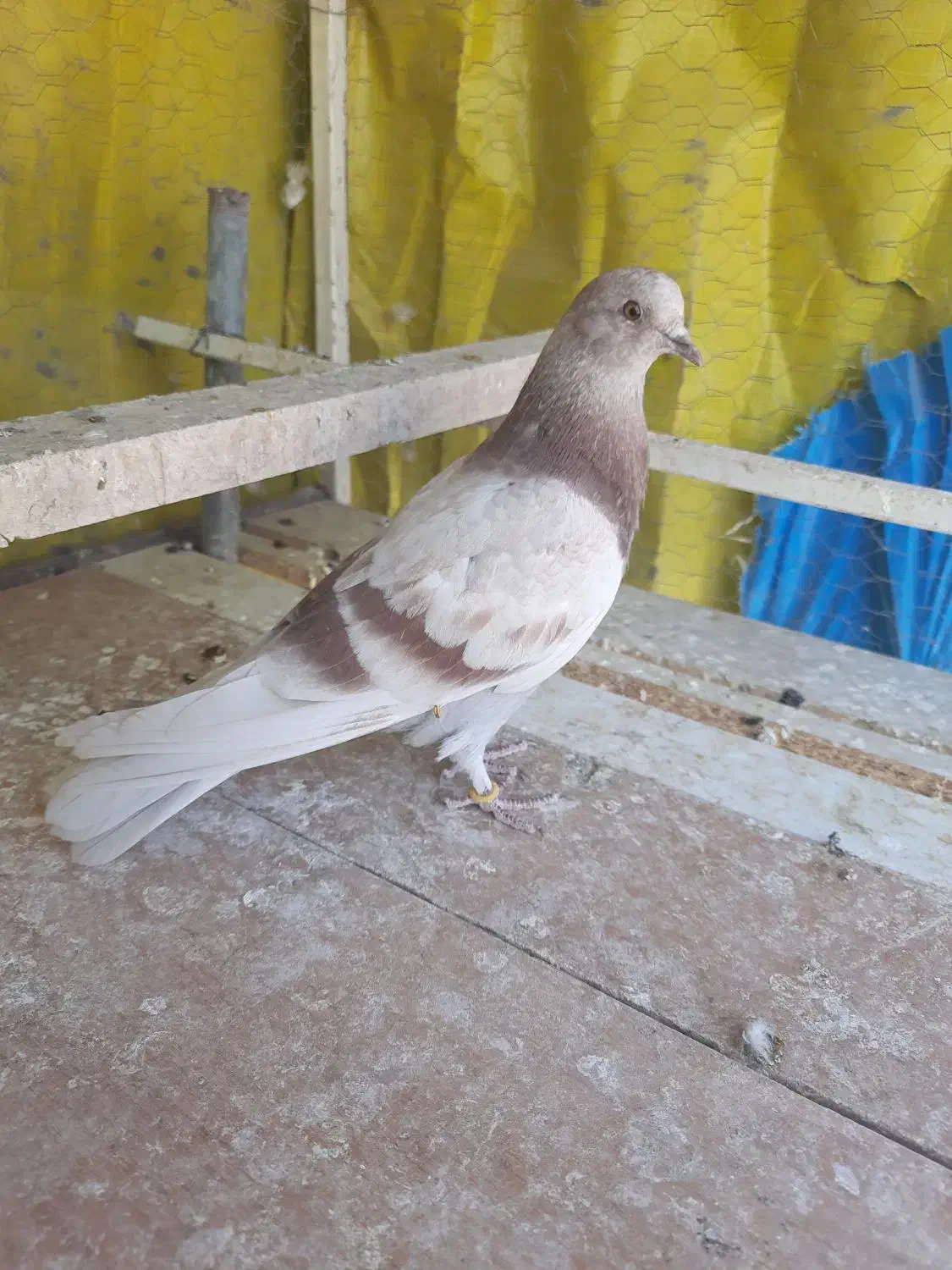 کبوتر خال پیس|پرنده|شاهین‌شهر, حاجی آباد|دیوار